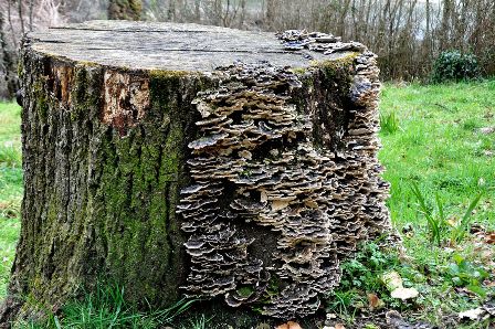 Bracket fungi on a tree stump